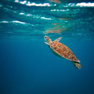 VeryDiveTrip